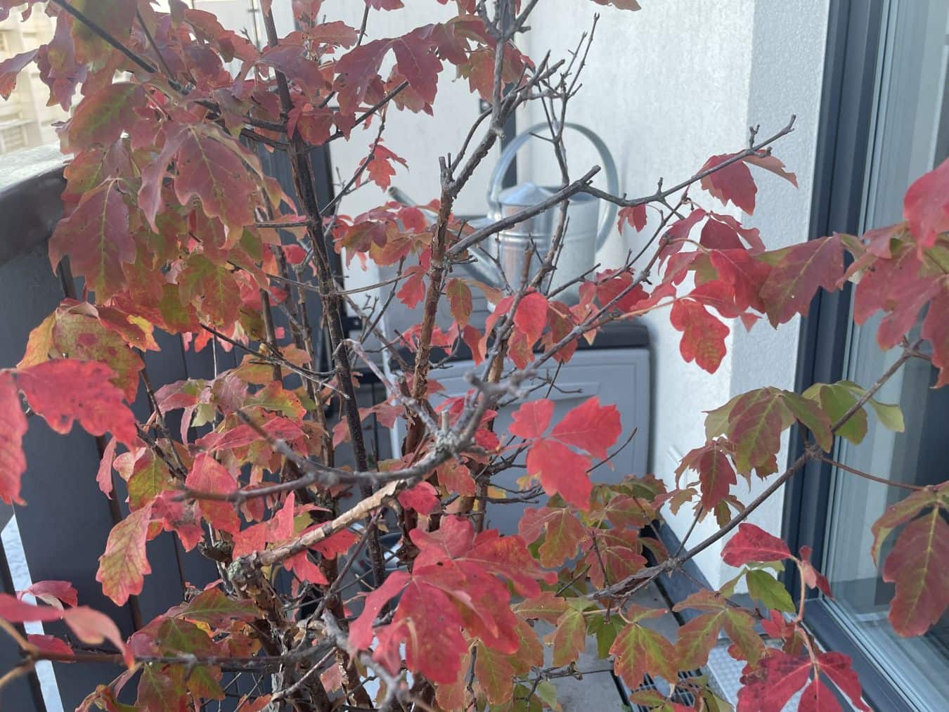 Herbstblätter auf einem Balkon