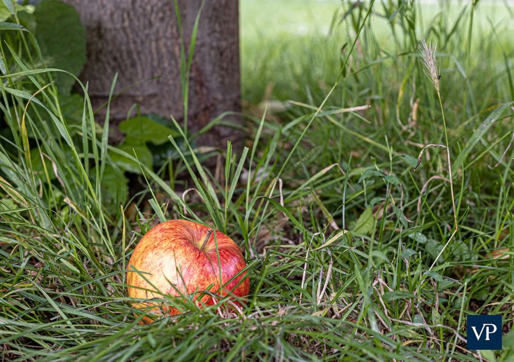 VON POLL IMMOBILIEN – Pressebericht – allobst: Müssen Grundstückseigentümer die Früchte aus Nachbars Garten dulden?